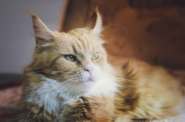 Red cat Maine Coon with white breast lies on the couch.