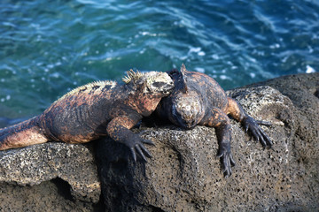 Two marine iguanas resting on a lava rock on an island in the Galapagos, Ecuador