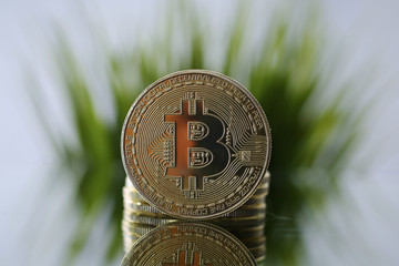 Closeup of Golden Bitcoin facing the camera opposite o green grass. Virtual anonymous money and fast course growth concept