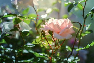 Beautiful pink rose in a garden
