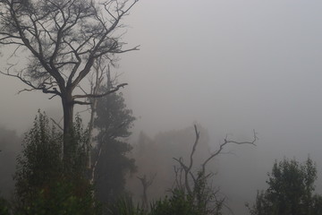 Obraz na płótnie Canvas Forest in the morning fog
