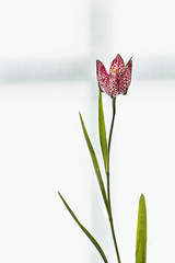 Blume mit Kreuz - Trauerkarte