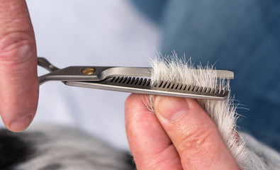 Dog hair cutting with the effilating scissors - grooming 