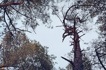 the tops of trees in a pine forest. with blue sky.