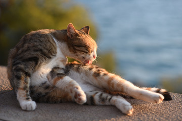 Cat grooming himself outdoors