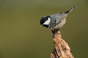 Naklejka premium Coal tit, Periparus ater