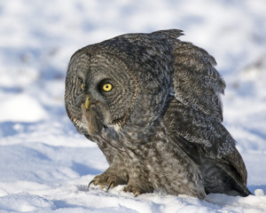 Great Gray Owl with a mouse in winter