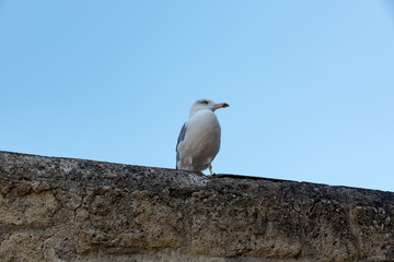 Castel dell'Ovo Naples Italy