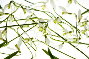 Fototapeta premium snowdrops isolated on white