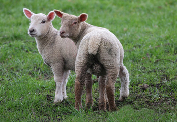 Naklejka na ściany i meble Lambs in a field