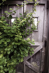 green ivy on the wall