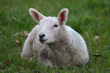 Naklejka na ściany i meble Lamb sitting in a field