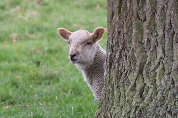 Lamb looking around a tree