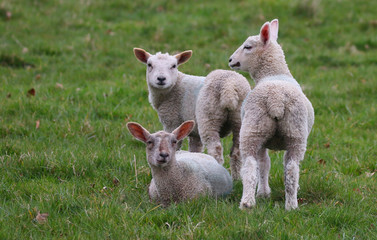 Naklejka premium Three Lambs in a field