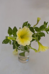 Yellow petunia in small glass vase