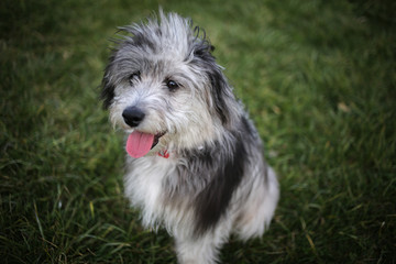 6 Month Old Blue Merle Mini Aussiedoodle Puppy