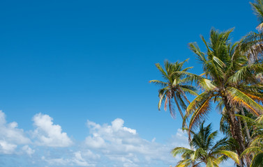 Fototapeta na wymiar palm trees and blue sky - palm tree background -