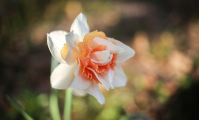 pink narcissus double daffodil flower