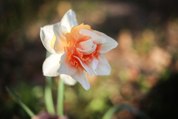 pink narcissus double daffodil flower