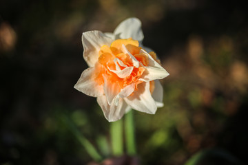 pink narcissus double daffodil flower