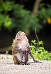 Monkey with its little one.