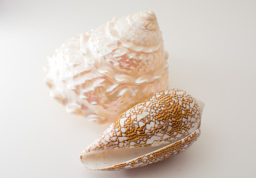 Beautiful tropical sea shells white pearly Trochus Tectus niloticus and Cymbiola nobilis isolated, close up