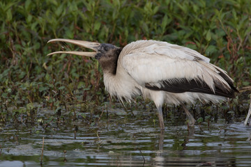 Wood stork fishing for and playing with its catch in the flora filled marsh