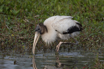 Wood stork fishing for and playing with its catch in the flora filled marsh