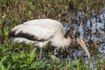 Wood stork fishing for and playing with its catch in the flora filled marsh