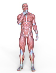 男性人体模型