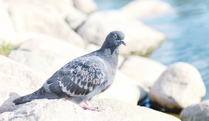 Birds on the pond. A flock of ducks and pigeons by the water. Mi