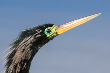 Portrait of a male anhinga in breeding colors