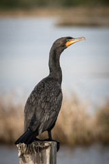 Double-crested cormorant perched on dock post with lake background
