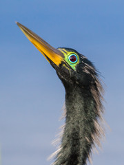 Portrait of a male anhinga in breeding colors