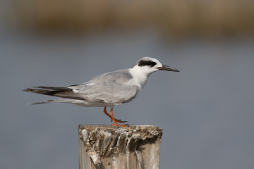 Fototapeta premium Common tern perched on a dock pylon with soft marsh background