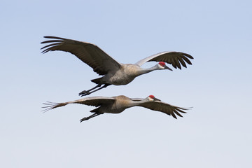 Pair of sandhill cranes in flight against a light blue sky