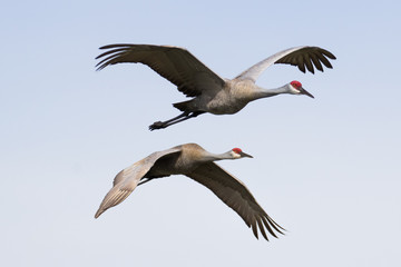 Pair of sandhill cranes in flight against a light blue sky