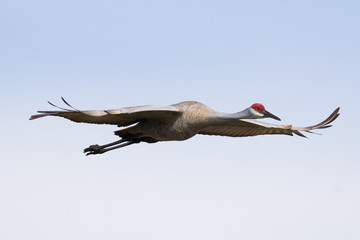 Sandhill crane in flight