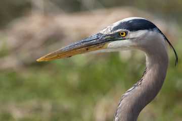 Portrait of a great blue heron