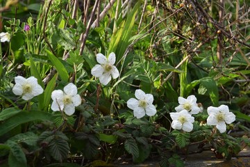 Endangered species plant "Jet bead"