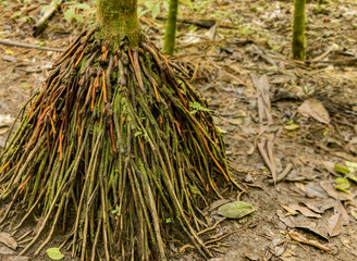 Walking tree with aerial (above ground) root system in the rainforest of Costa Rica's Arenal National Park.