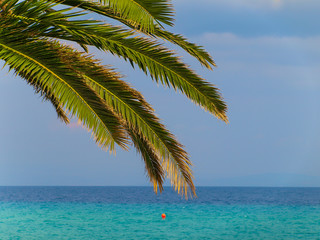Palm tree leaves and brenches over the turqoise water of the Aegean Sea in Kallithea, Greece