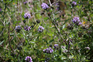 Harzklee, Asphaltklee Bituminaria bituminosa