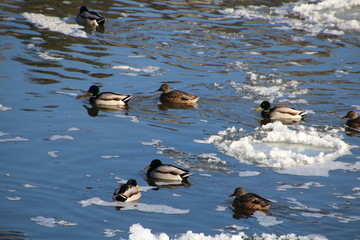 Ducks And Ice On River, Gold Bar Park, Edmonton, Alberta