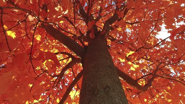 Low angle of a red maple tree