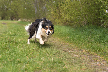 Dog runs fast on a path and is attentive - Border Collie