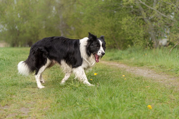 Dog is standing on a path in side view and smiling - Border Collie