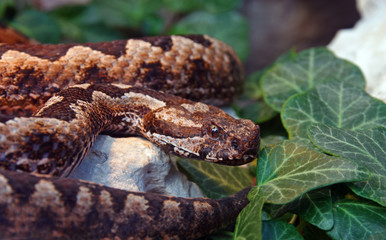 Horned viper, snake
