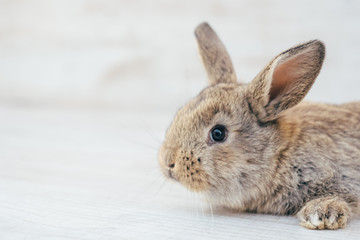 gray bunny in a basket of wicker
