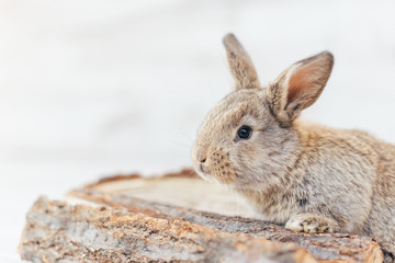 gray rabbit sits on the wood